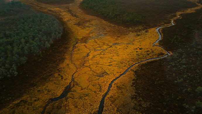 Komosse vattenslinga